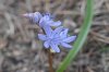 Scilla bifolia.jpg