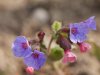 Pulmonaria officinalis.jpg