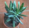 Cotyledon orbiculata green fingers 2.jpg