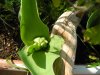 tulipani white parrot.jpg