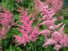 astilbe.jpg