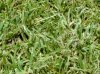 carpetgrass seed.jpg