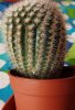 notocactus-intero.jpg