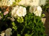 pelargonio 2.jpg