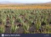 aloe-vera-cultivation-in-fuerteventura-canary-islands-spain-europe-CR3HM9.jpg