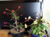 IMG_20190325_165326.jpg