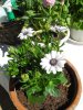 Osteospermum bianco.jpg