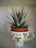 Haworthia.jpg