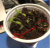 pomodoro.png pomodoro.png