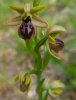 01-Ophrys sphegodes .jpg