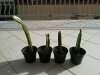 Hylocereus-Undatus-frutto-rosso-Pitaya-frutto-del-drago.jpg