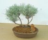 Imortele -helichrysum-italicum bonsai_800x673.jpg