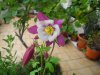 Aquilegia Vermont.jpg