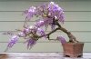 wisteria-bonsai-lucaferri-roma-h_800x527.jpg