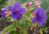 Tibouchina_urvilleana_(Glänzende_Tibouchine,_Prinzessinenblüte).JPG