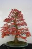 bonsai-acero-palmato-deshojo-acer-palmatum-deshojo_532x800.jpg