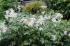 Filipendula-palmata-Variegata-flowering-peak-640.jpg