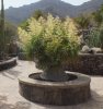 Beaucarnea Cactualdea Park Gran Canaria.jpg