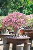 86169061-bonsai-style-of-adenium-tree-or-desert-rose-in-flower-pot_533x800.jpg