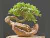 quercus-bonsai-lucaferri-roma-h_800x606.jpg