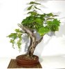 0010587_bonsai-di-vite-23_540_755x800.jpg