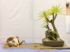 yucca-bonsai_800x600.jpg