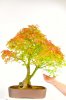 large-mature-specimen-japanese-maple-bonsai-acer_534x800.jpg