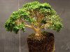 buxus-boxwood_800x600.jpg