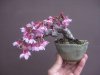 13-Prunus-bonsai.jpg