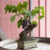 mini-pe-de-uva-videira-bonsai-10-sementes-D_NQ_NP_666586-MLB27577583904_062018-F_800x800.jpg