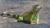 iguana-625x350.jpg