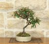 0020480_bonsai-di-elaeagnus-3_540_800x725.jpg