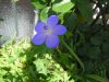 geranium johnson blue.jpg