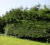 leylandii_NG3.jpg