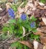Ajuga repens.jpg