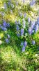 Ajuga reptans (Bugola.jpg