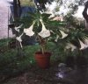 Brugmansia bianca 3.jpg