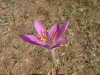 Zephyranthes macrosiphon.jpg