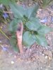 IMG_20120803_073019.jpg