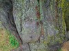 Prunus_1.jpg
