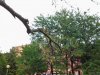 Prunus_4.jpg