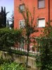 melograno.jpg