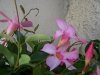 dipladenia 002.jpg dipladenia 002.jpg