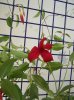 dipladenia 001.jpg dipladenia 001.jpg