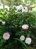 rosa da sposa -600x800.jpg