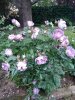 IMG_20190517_192644_600x800.jpg