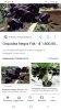 Screenshot_20190518-140907_Google-450x800.jpg Screenshot_20190518-140907_Google-450x800.jpg