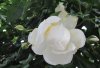 2019-5 ROSA BIANCA BOCCIOLO.JPG