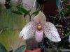 paphiopedilum vanda m pearment - Copia.JPG