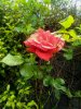 Rosa rossa 2019.jpg